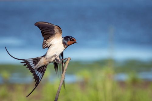 Bird Tales 